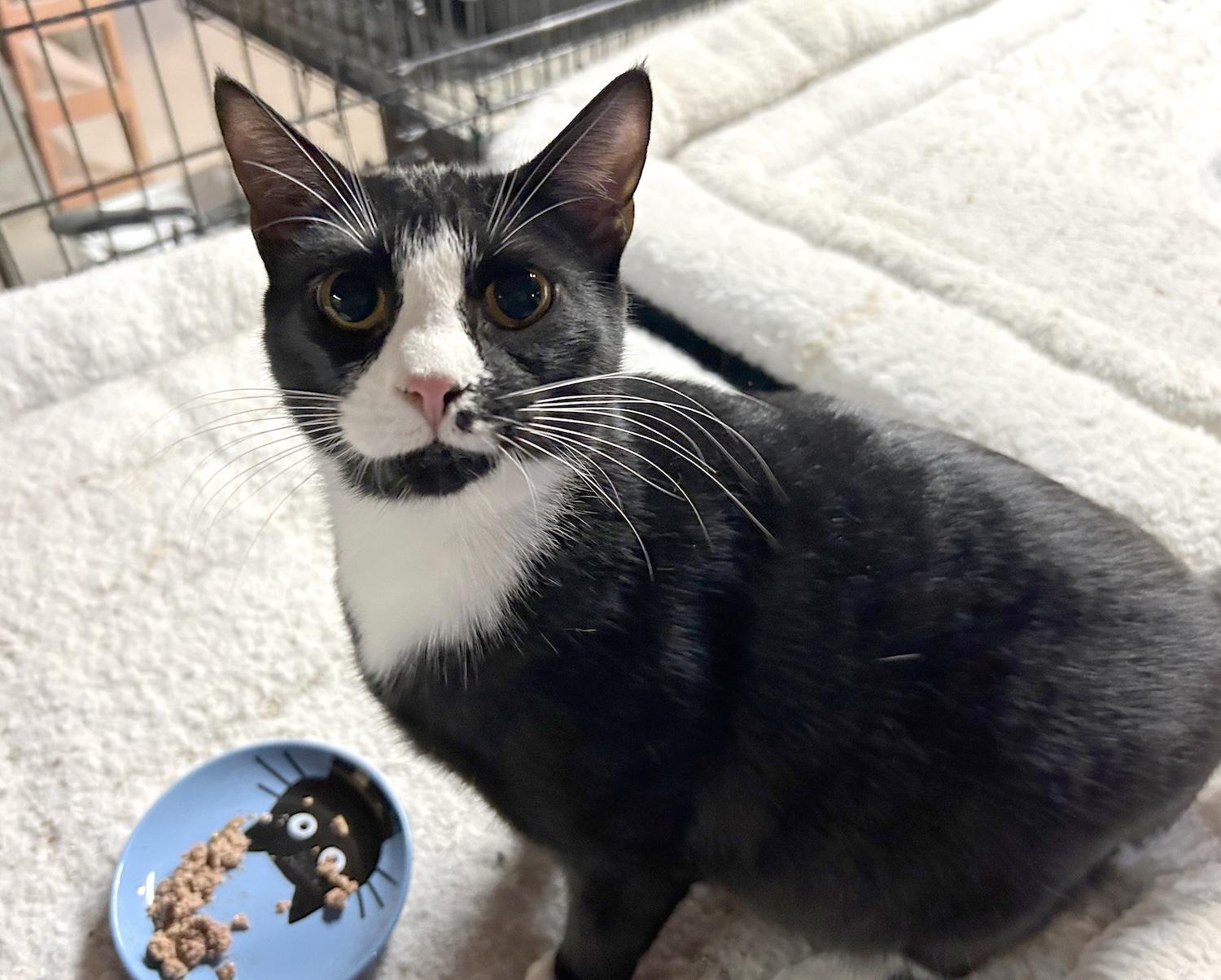 Madame, Adoptable, Adult Female Domestic Short Hair.