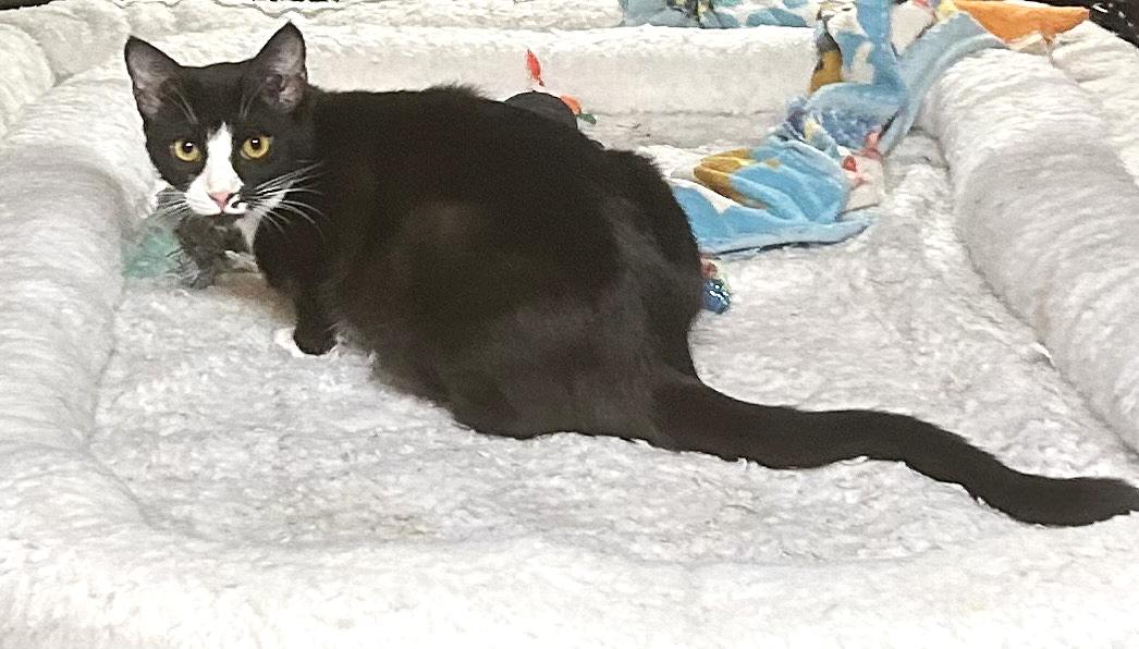 Madame, a Adoptable Domestic Short Hair in Smithfield, NC image 2/4