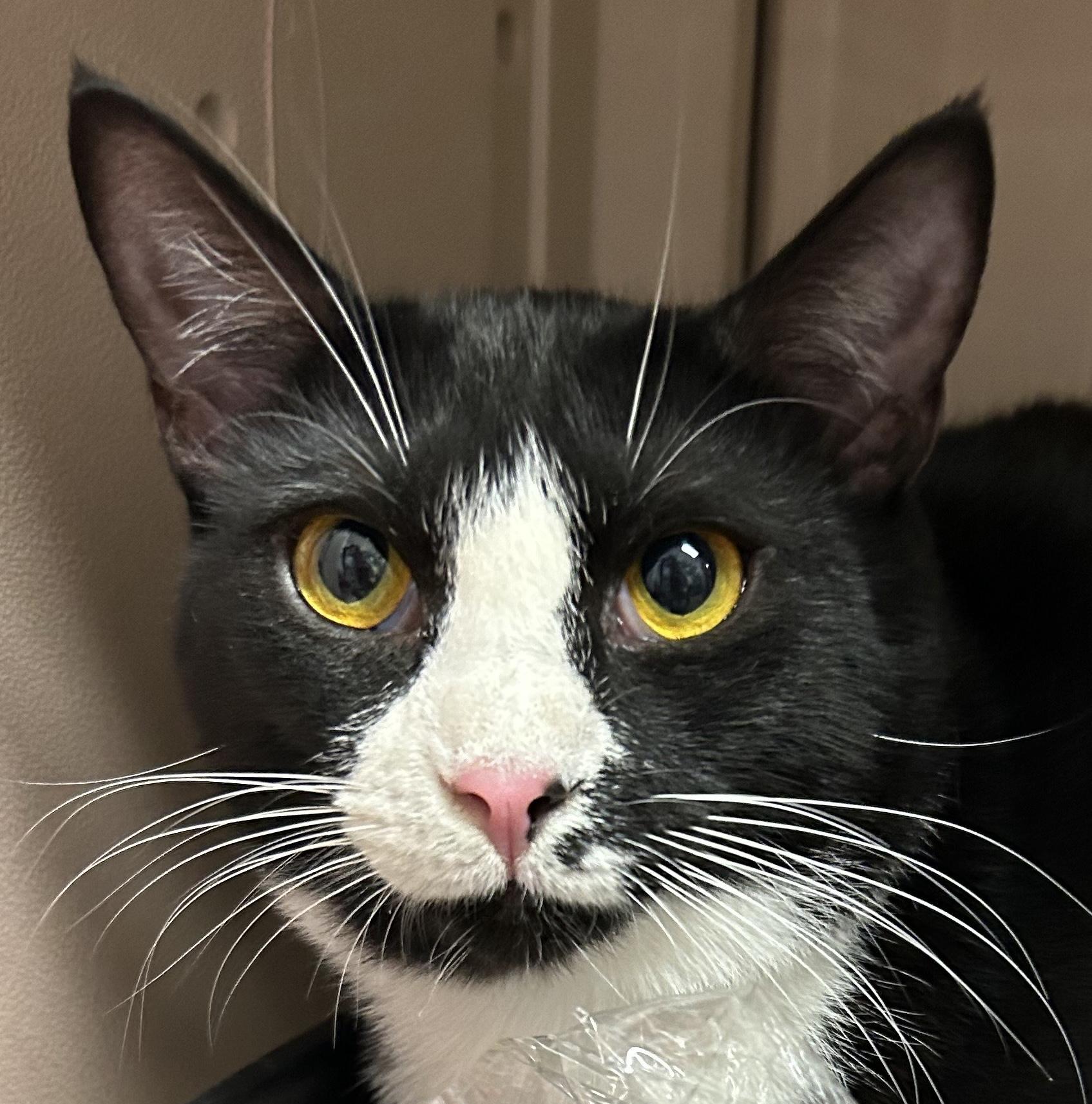 Madame, a Adoptable Domestic Short Hair in Smithfield, NC image 3/4