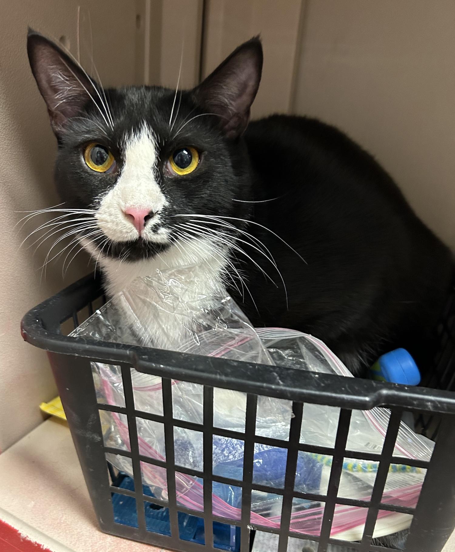 Madame, a Adoptable Domestic Short Hair in Smithfield, NC image 4/4