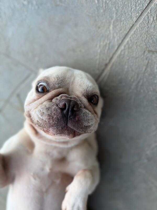 Enlarge Jolie, a Adoptable French Bulldog in Manhattan Beach, CA image 1/6