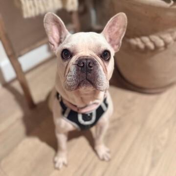 Jolie, Adoptable, Adult Female French Bulldog.