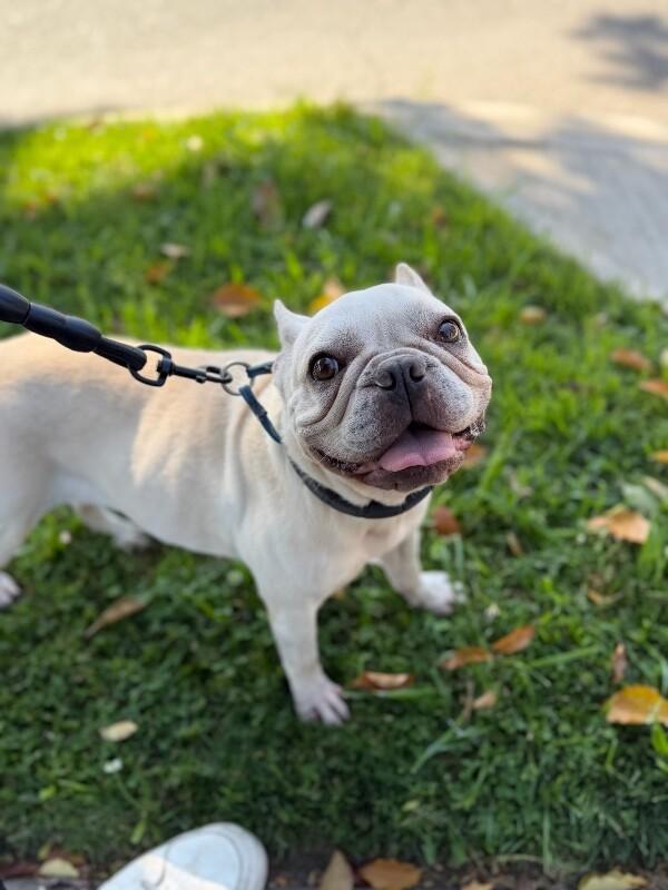 Enlarge Jolie, a Adoptable French Bulldog in Manhattan Beach, CA image 2/6