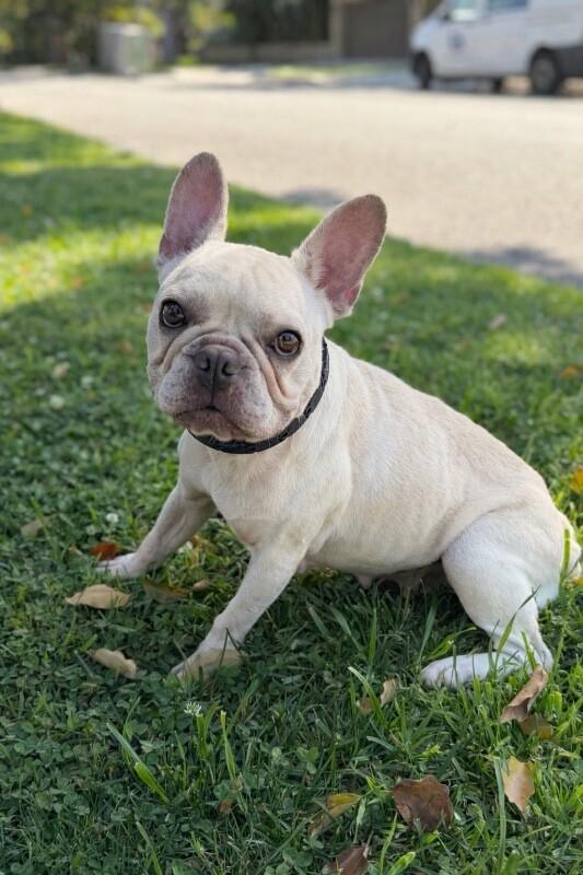 Enlarge Jolie, a Adoptable French Bulldog in Manhattan Beach, CA image 3/6