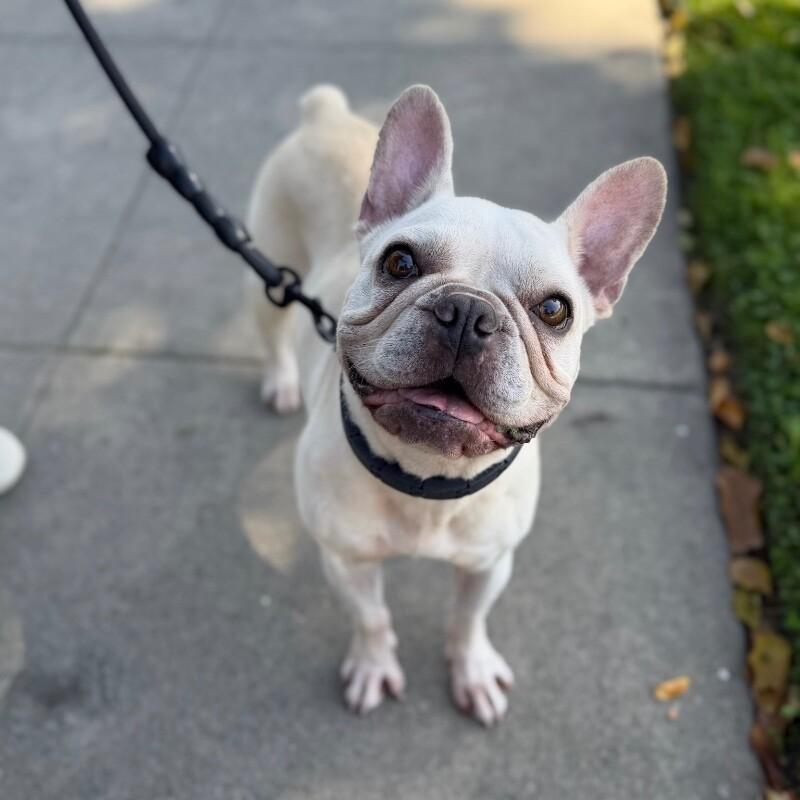 Enlarge Jolie, a Adoptable French Bulldog in Manhattan Beach, CA image 4/6