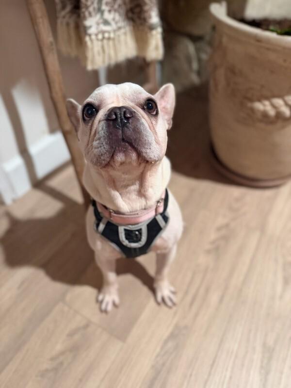 Enlarge Jolie, a Adoptable French Bulldog in Manhattan Beach, CA image 2/3