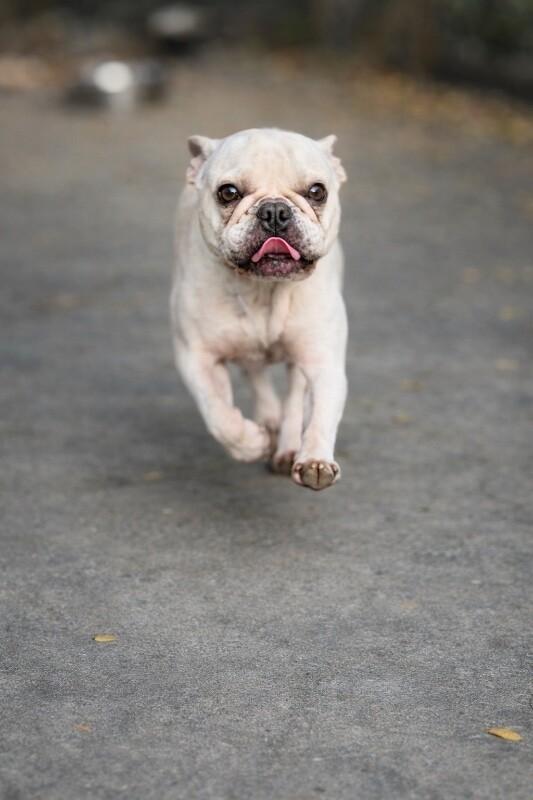 Enlarge Jolie, a Adoptable French Bulldog in Manhattan Beach, CA image 5/6