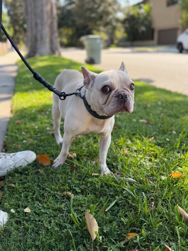 Enlarge Jolie, a Adoptable French Bulldog in Manhattan Beach, CA image 6/6