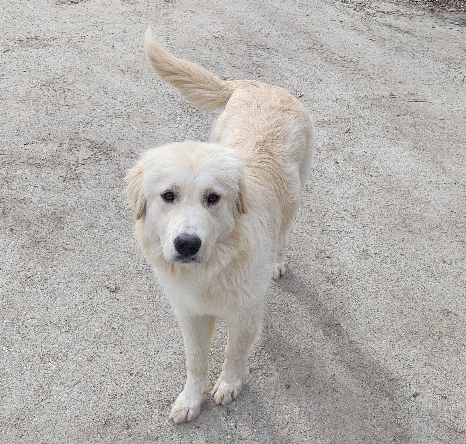 Carly, Adoptable, Young Female Great Pyrenees.
