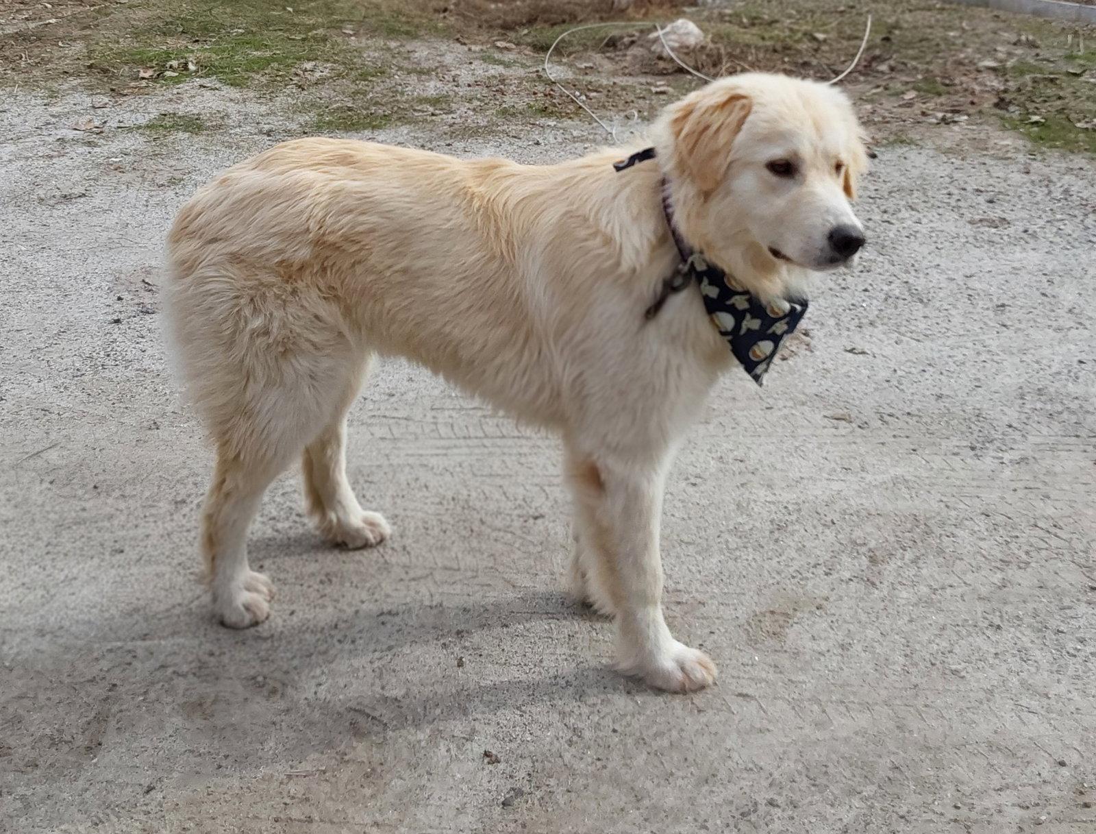 Enlarge Carly, a Adoptable Great Pyrenees in Croydon, NH image 2/3