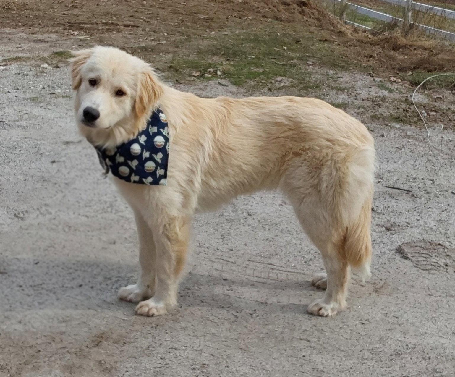 Enlarge Carly, a Adoptable Great Pyrenees in Croydon, NH image 3/3