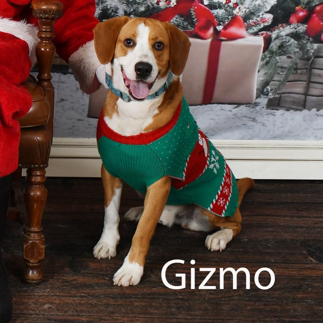 Gizmo, Adoptable, Young Male Labrador Retriever & Basset Hound.