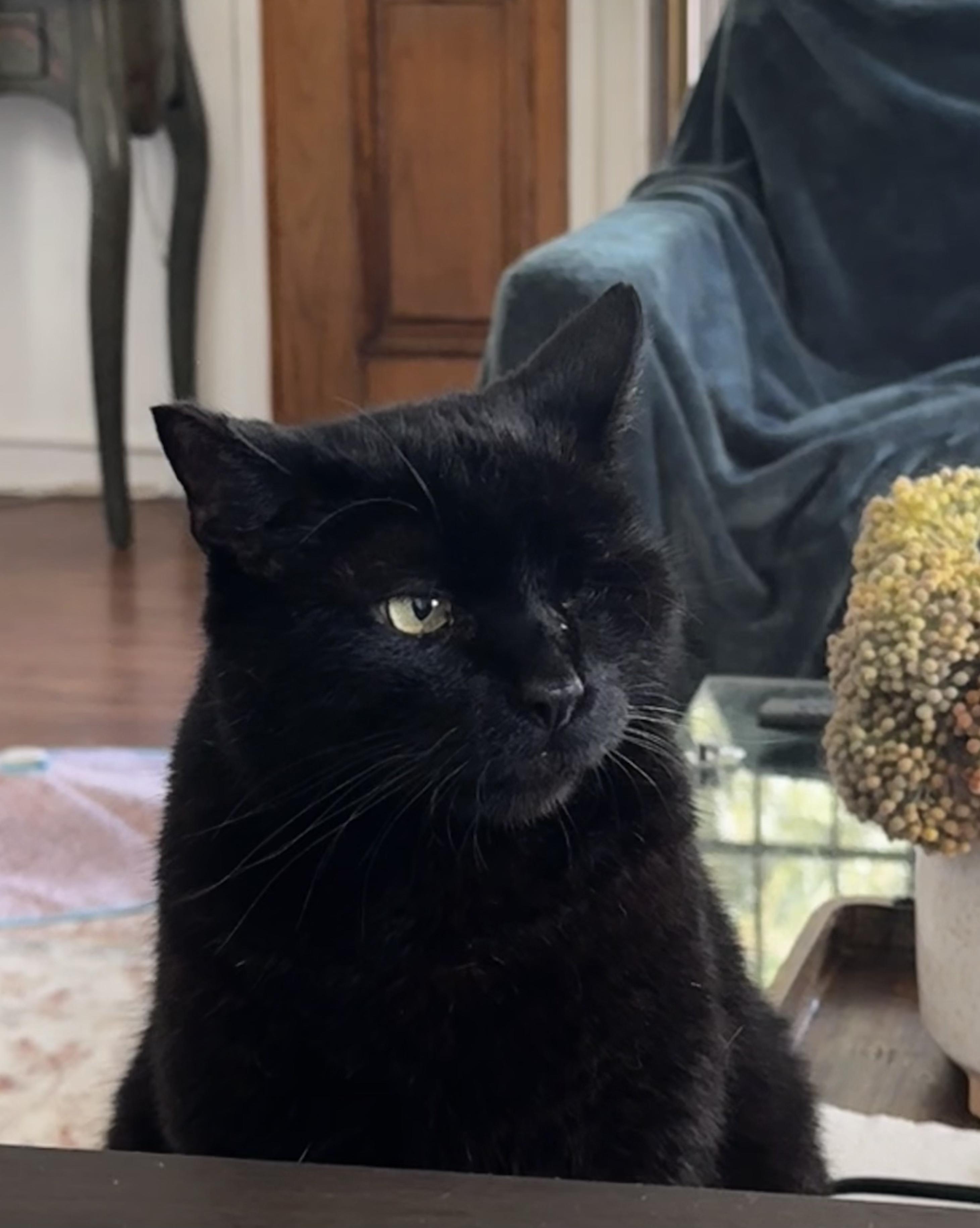 Rusty, Adoptable, Adult Male Domestic Short Hair.