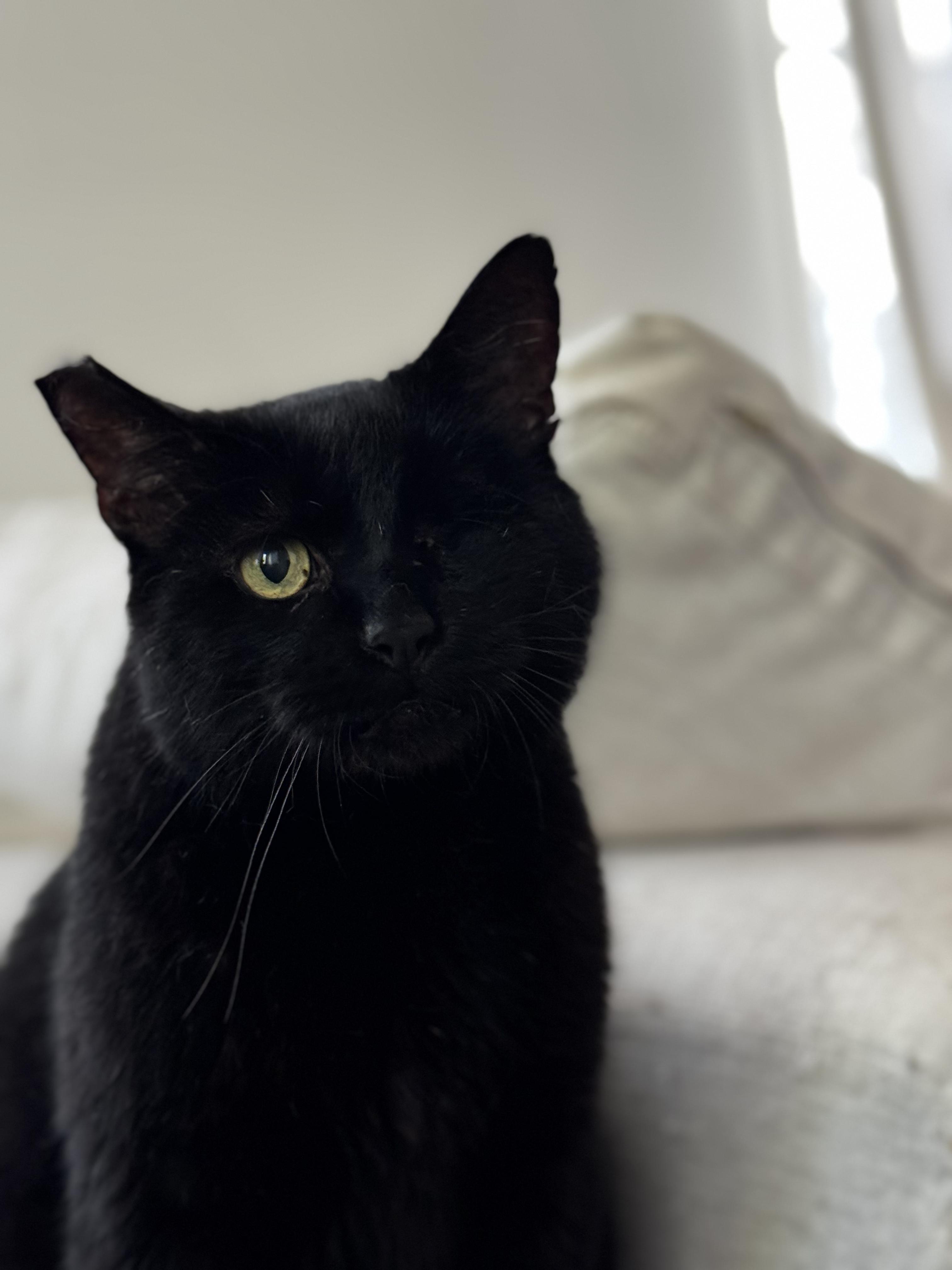 Rusty, a Adoptable Domestic Short Hair in Los Angeles, CA image 2/6