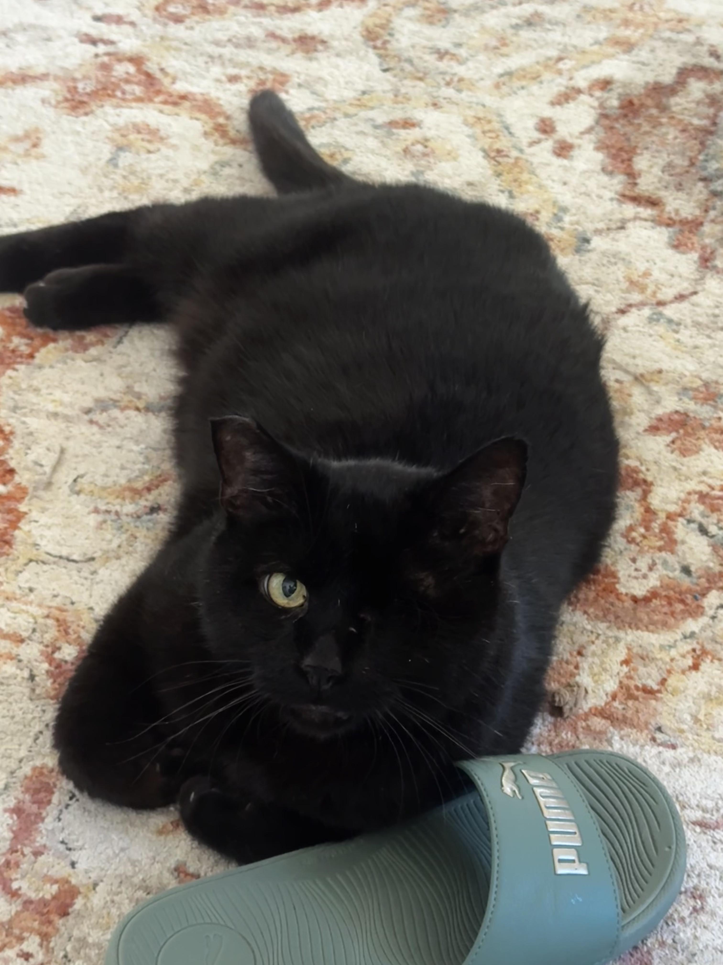 Rusty, a Adoptable Domestic Short Hair in Los Angeles, CA image 3/6