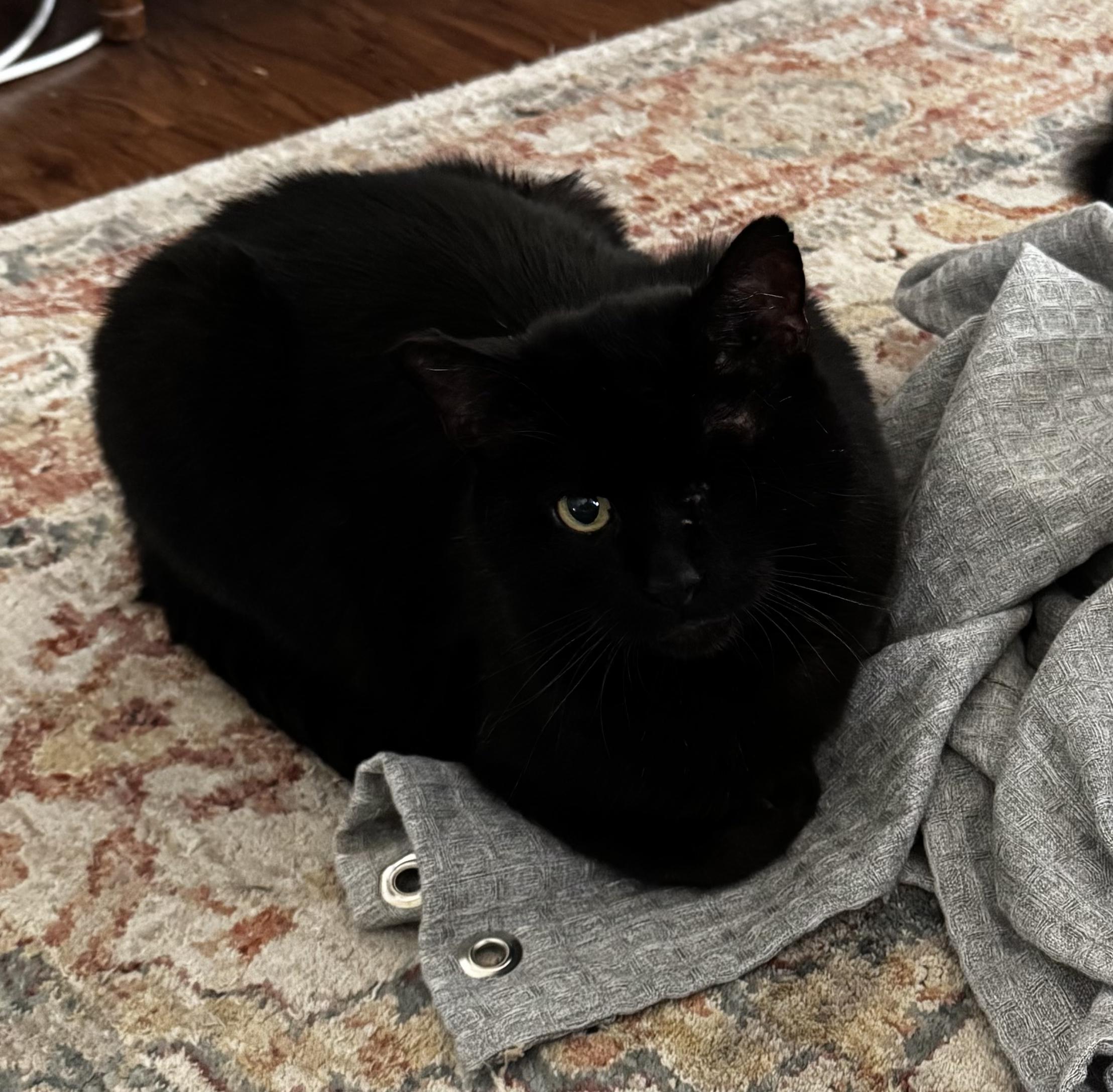 Rusty, a Adoptable Domestic Short Hair in Los Angeles, CA image 4/6