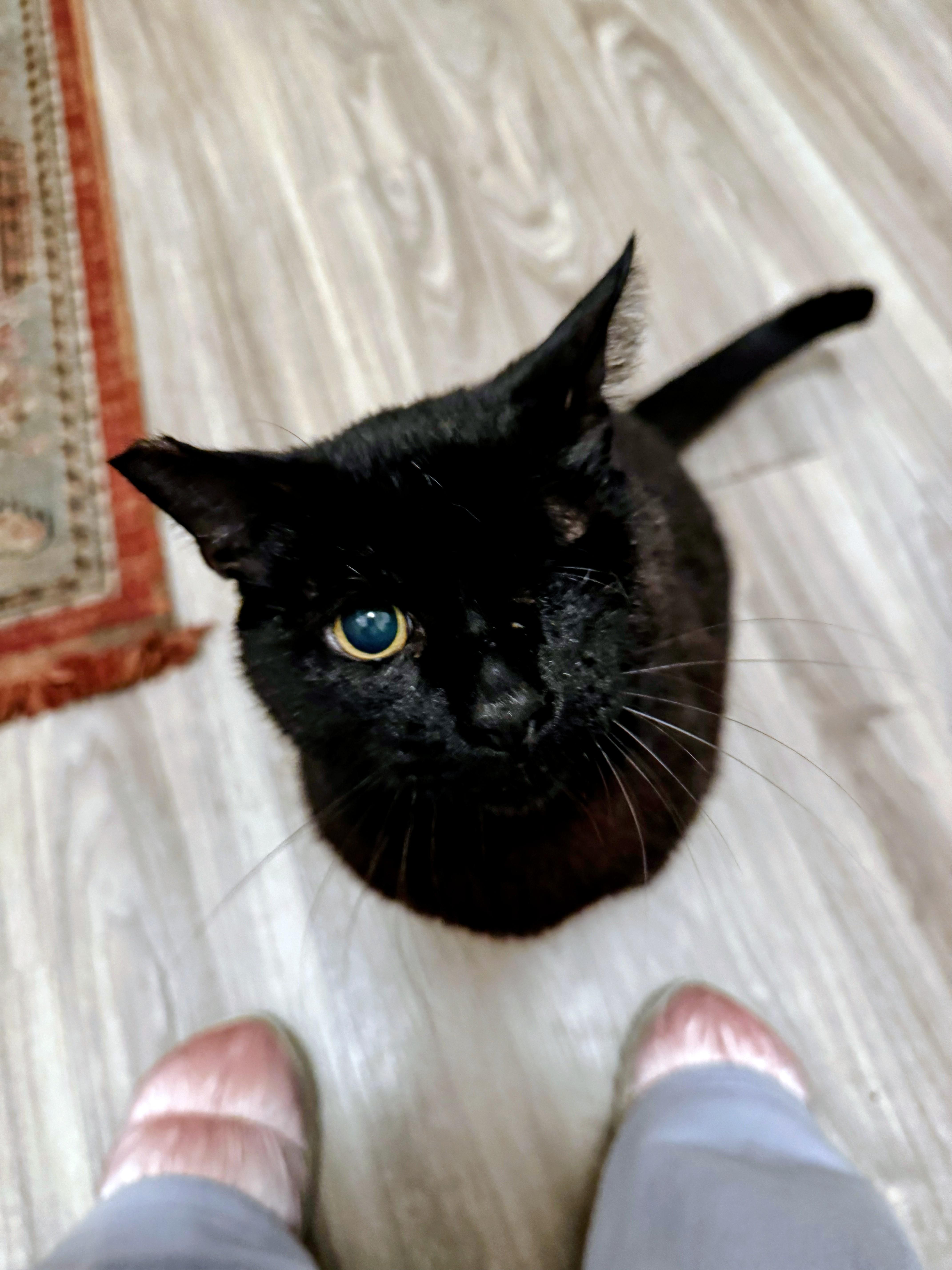 Enlarge Rusty, a Adoptable Domestic Short Hair in Los Angeles, CA image 1/6