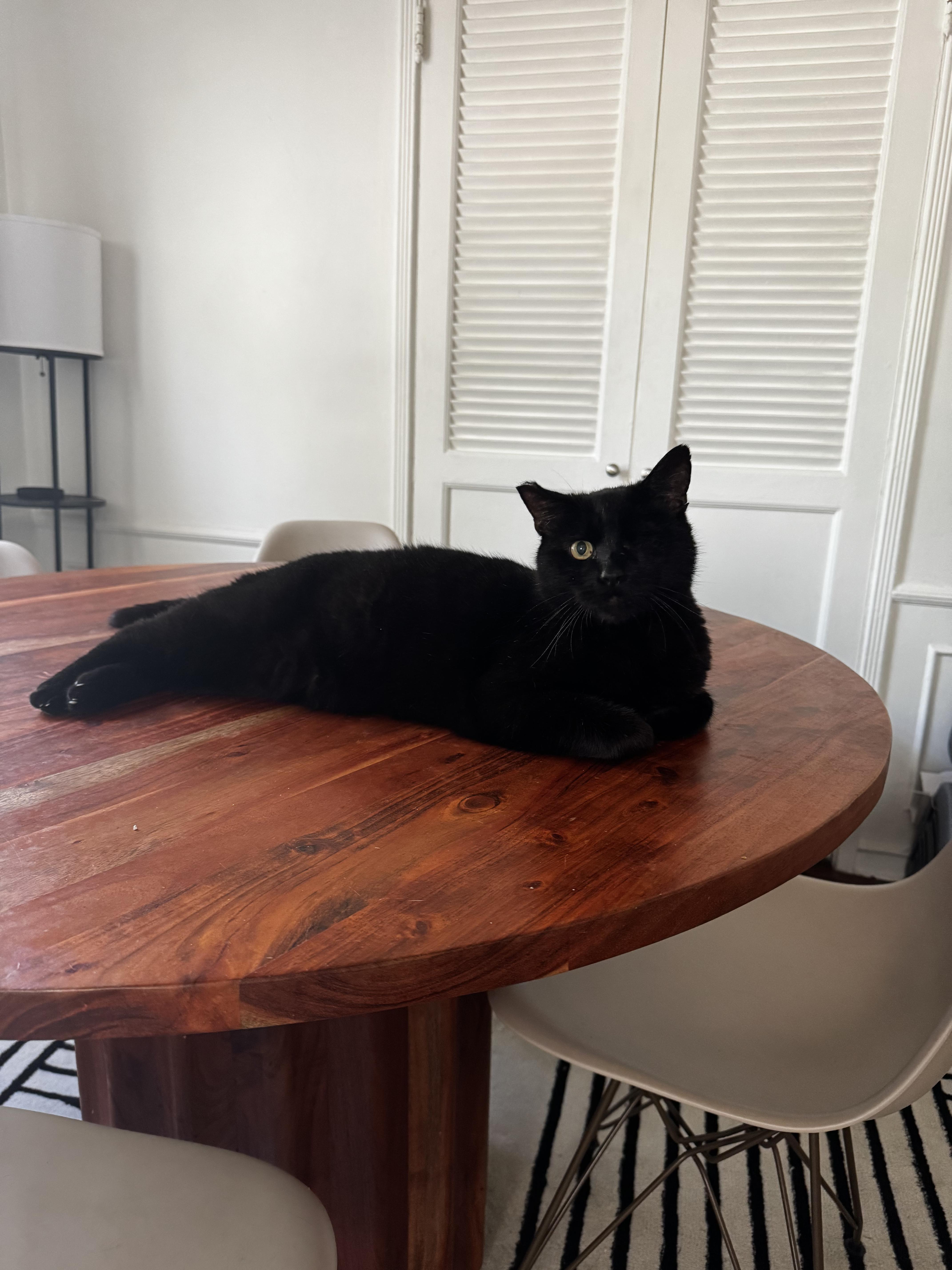 Rusty, a Adoptable Domestic Short Hair in Los Angeles, CA image 5/6