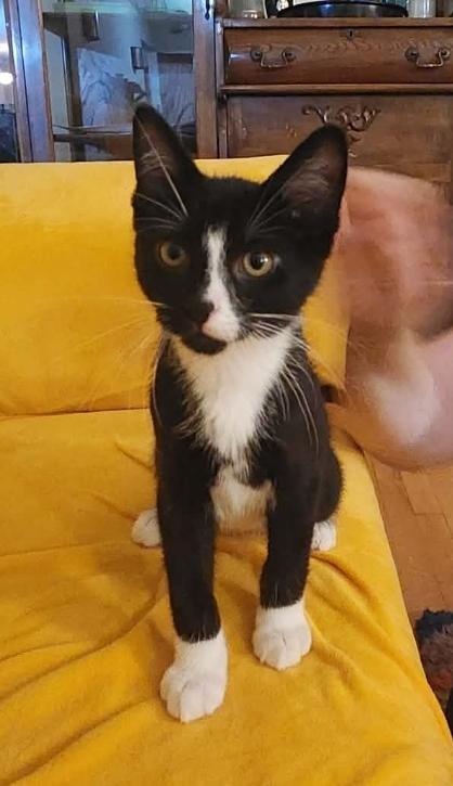 David, a ADOPTABLE Tuxedo in Reeseville, WI image 1/5