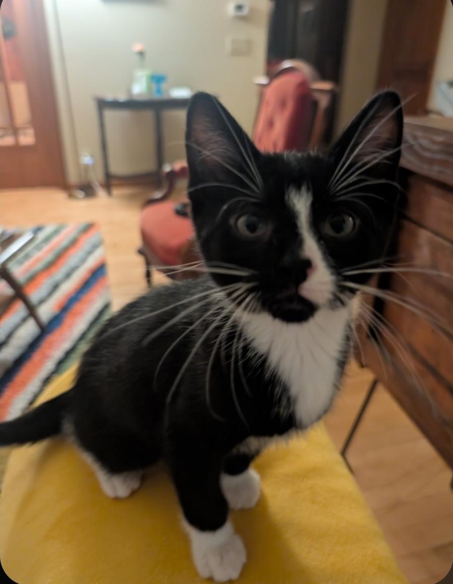 David, a ADOPTABLE Tuxedo in Reeseville, WI image 2/5