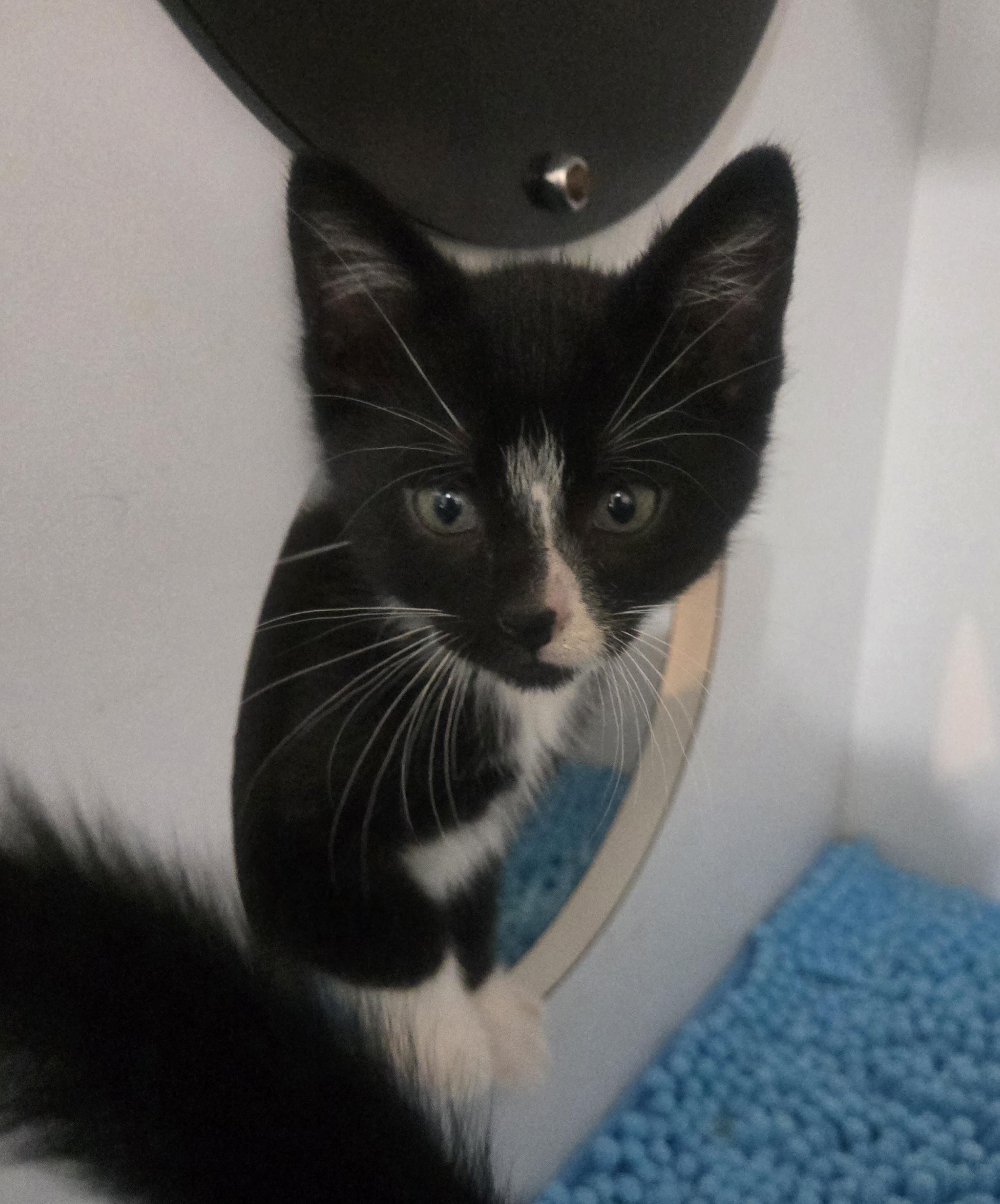 David, a ADOPTABLE Tuxedo in Reeseville, WI image 3/5
