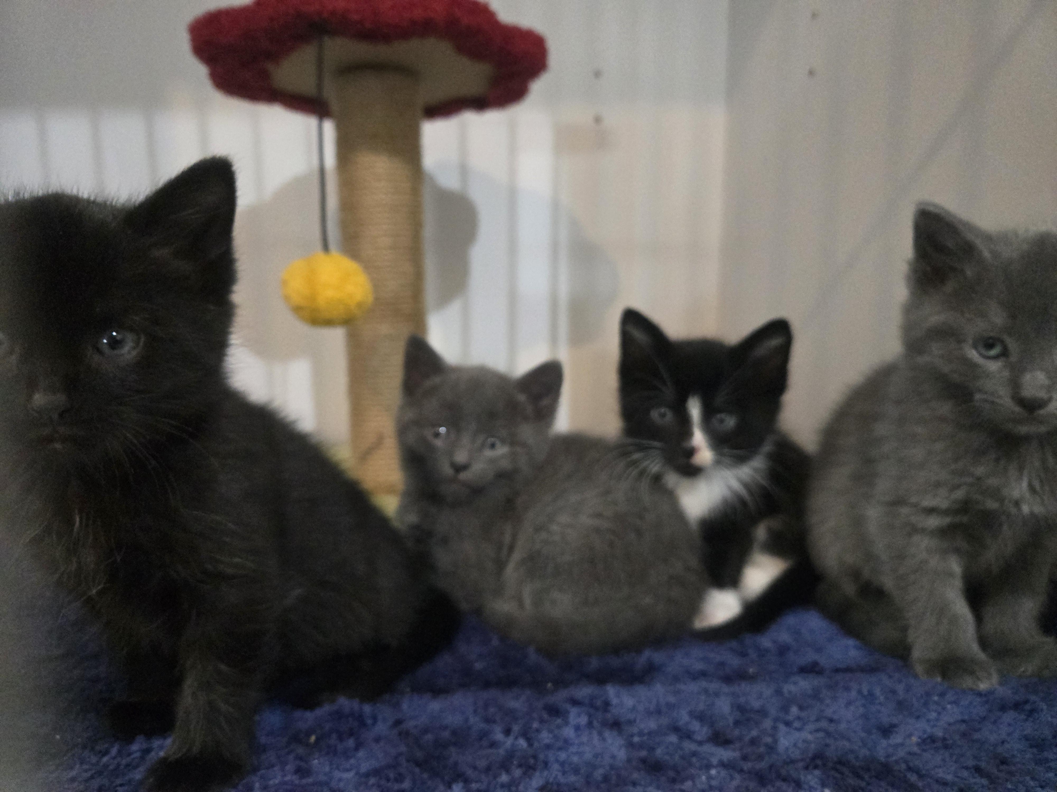 David, a ADOPTABLE Tuxedo in Reeseville, WI image 4/5