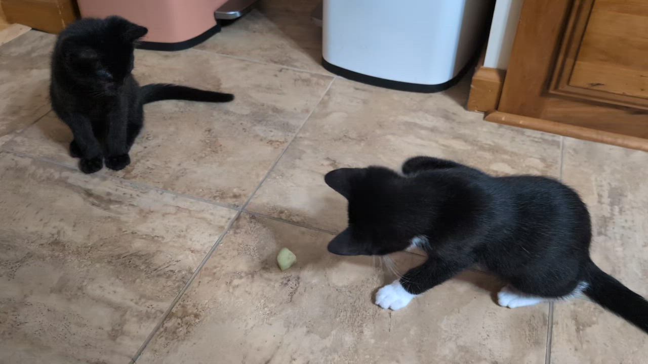 Enlarge David, a ADOPTABLE Tuxedo in Reeseville, WI video 5/5