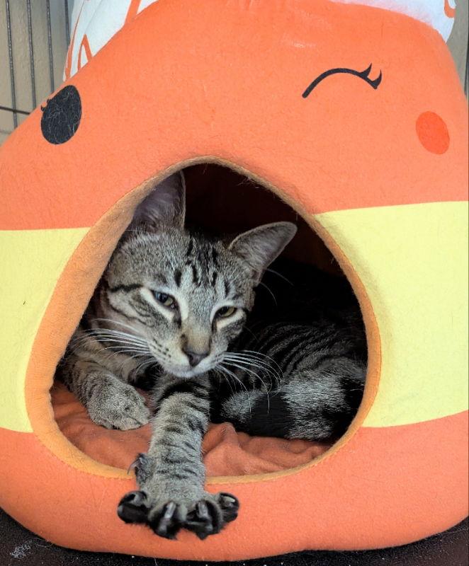 Shaquille, Adoptable, Young Male Tabby & Domestic Short Hair.