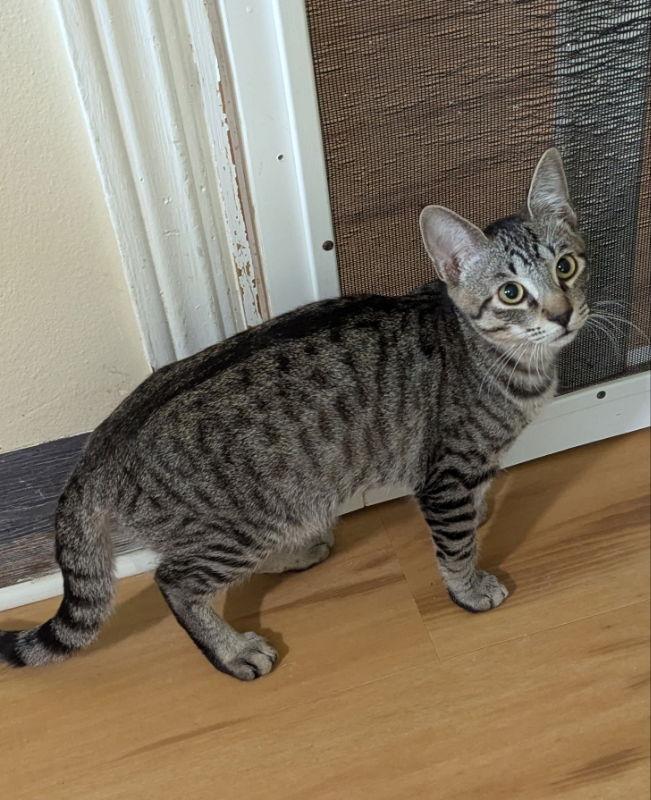 Enlarge Shaquille, a Adoptable mixed breed in Ocala, FL image 3/3