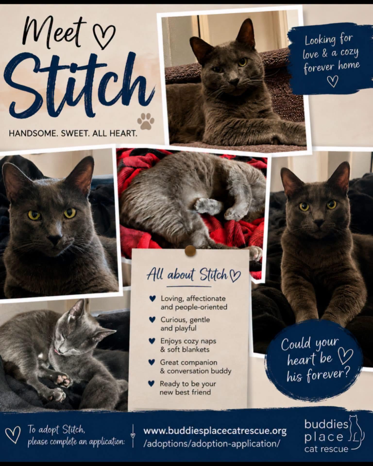 Stitch, Adoptable, Adult Male Domestic Short Hair & Russian Blue.