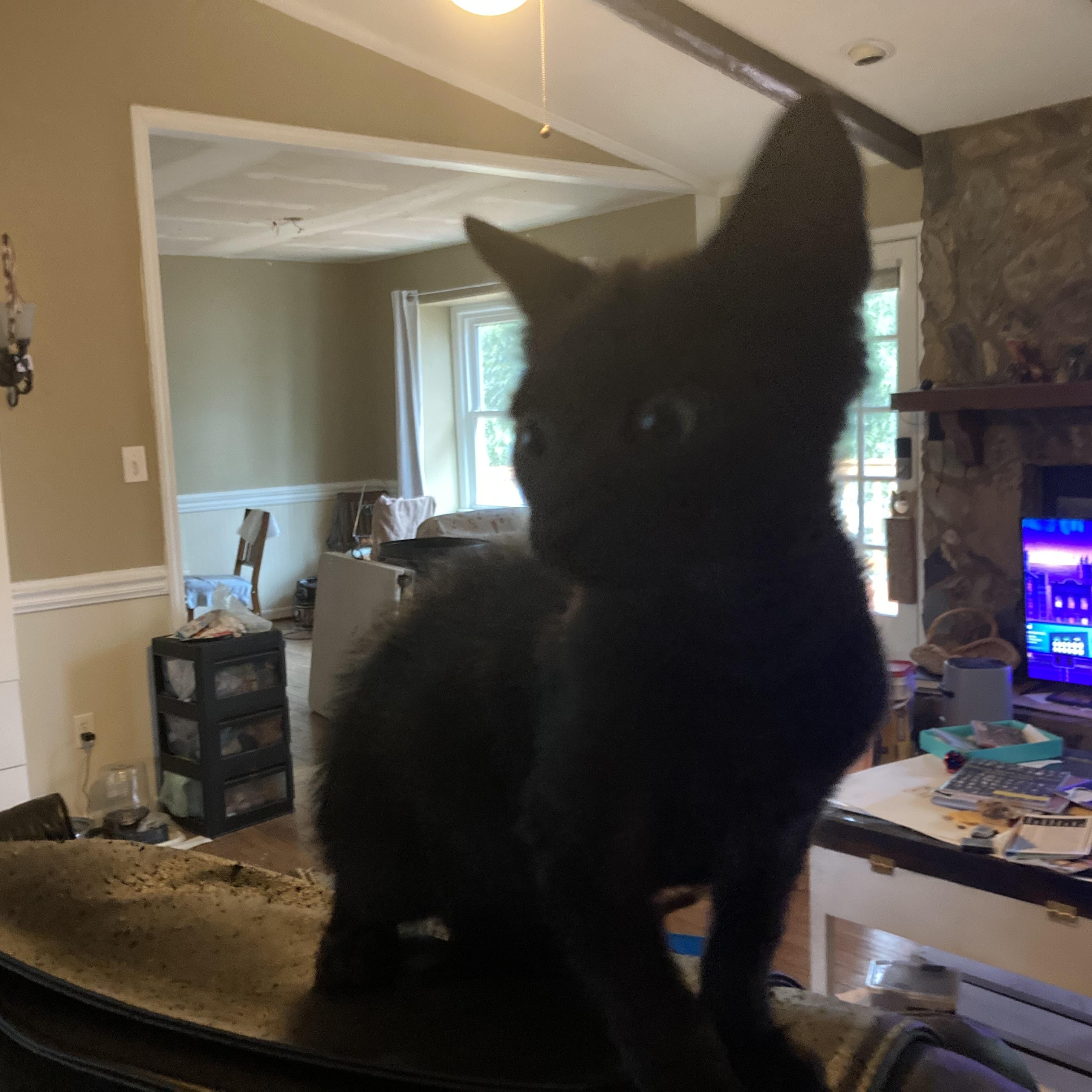 Enlarge Jelly Bean, a Adopted Domestic Short Hair in Greensboro, NC image 1/2