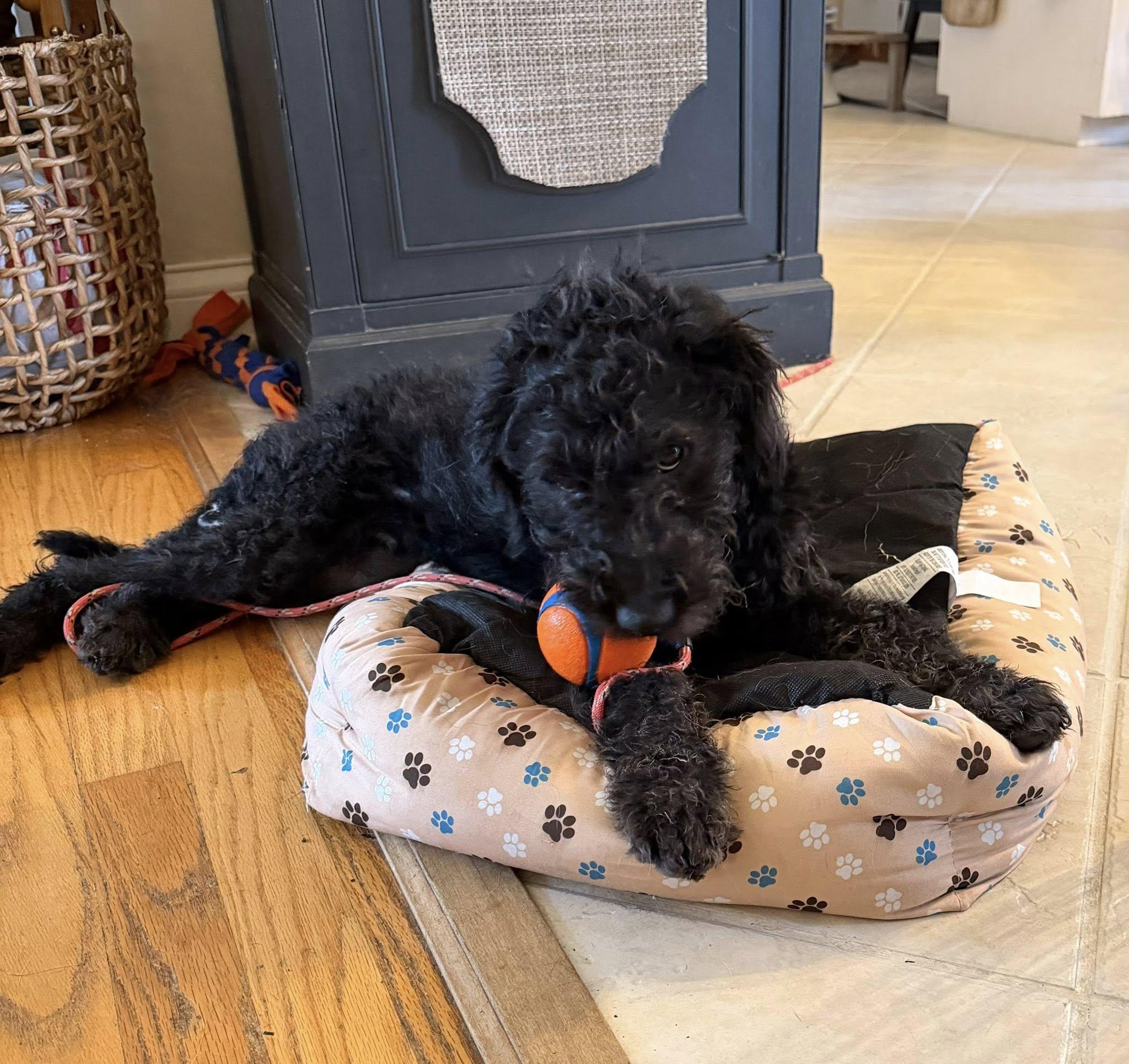 Orion's Belt (Ori), ADOPTABLE, Young Male Standard Poodle & Pit Bull Terrier.