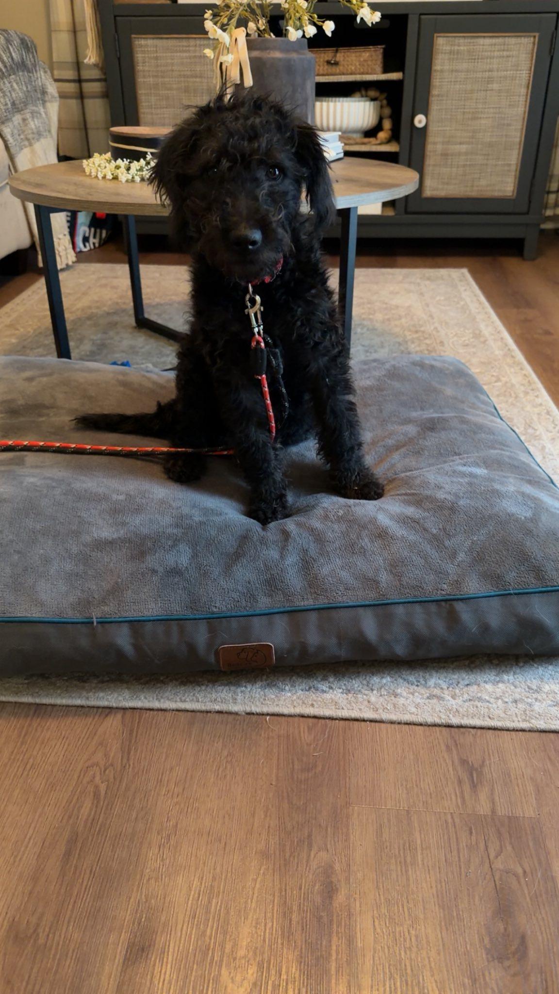 Orion's Belt (Ori), a ADOPTABLE mixed breed in Elgin, IL image 3/4