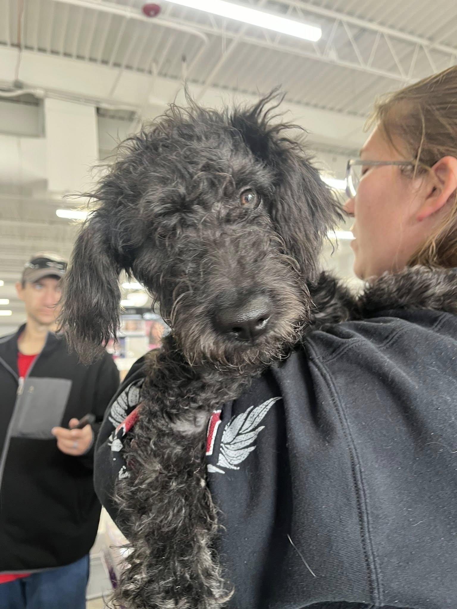Orion's Belt (Ori), a ADOPTABLE mixed breed in Elgin, IL image 4/4