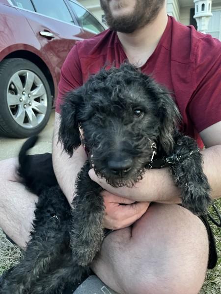 Orion's Belt (Ori), a ADOPTABLE mixed breed in Elgin, IL image 2/4