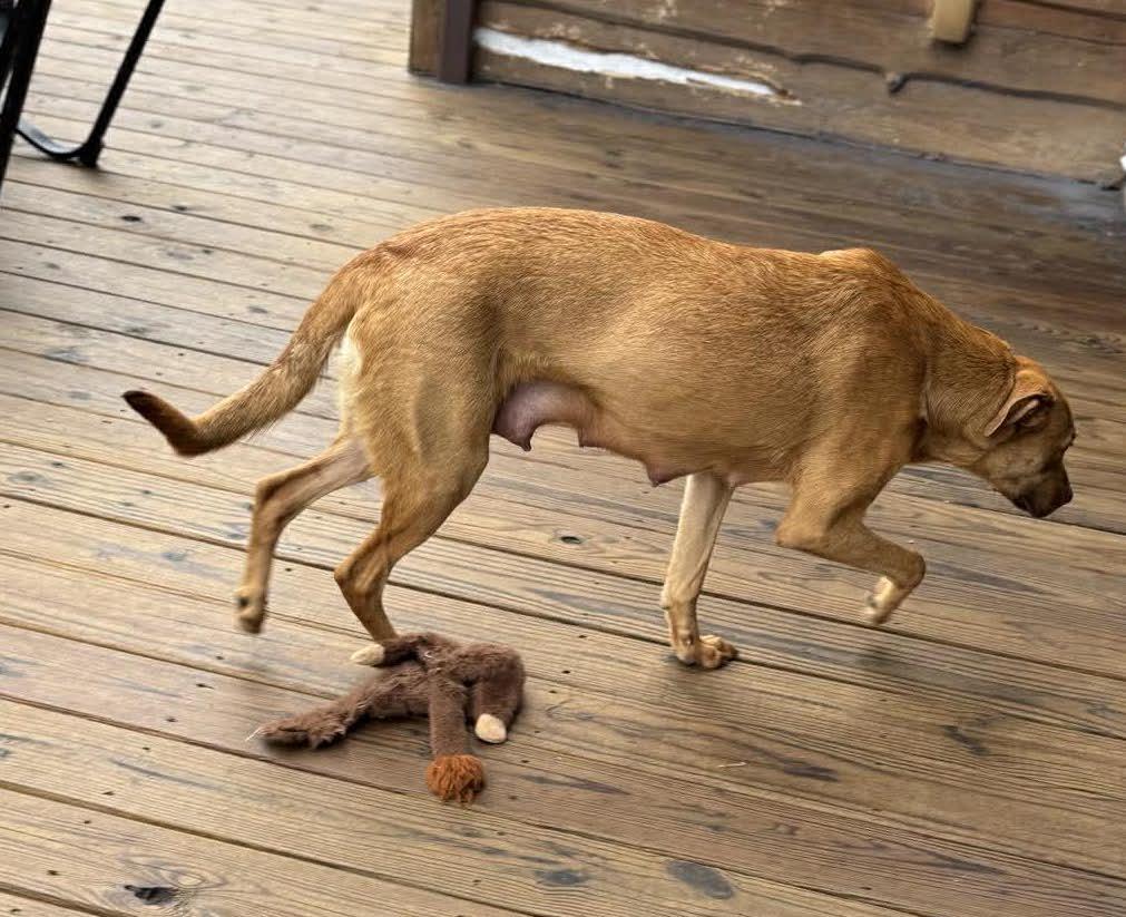 Enlarge Emma, a ADOPTABLE mixed breed in Billerica, MA image 4/6