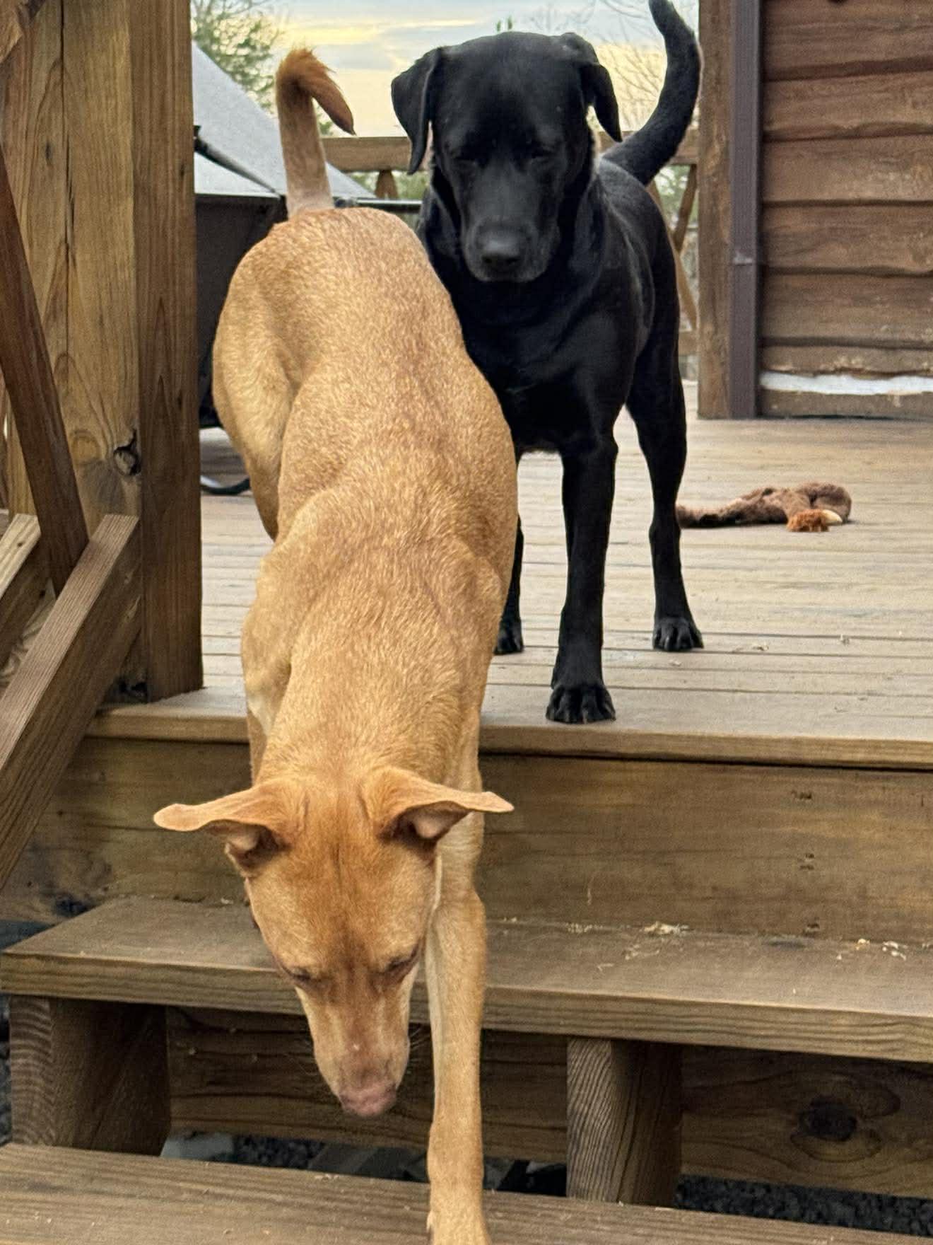 Enlarge Emma, a ADOPTABLE mixed breed in Billerica, MA image 6/6