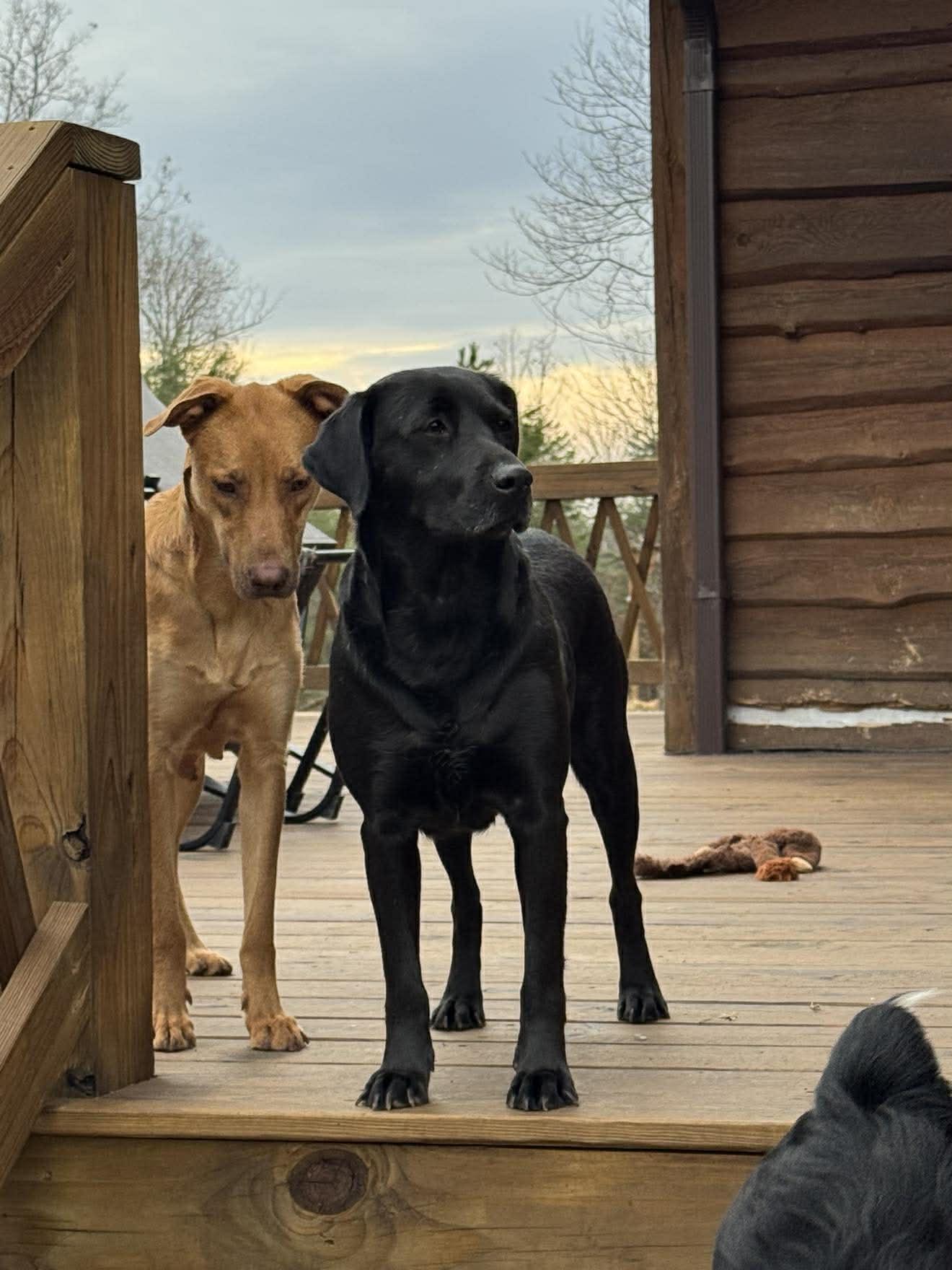 Enlarge Emma, a ADOPTABLE mixed breed in Billerica, MA image 3/6
