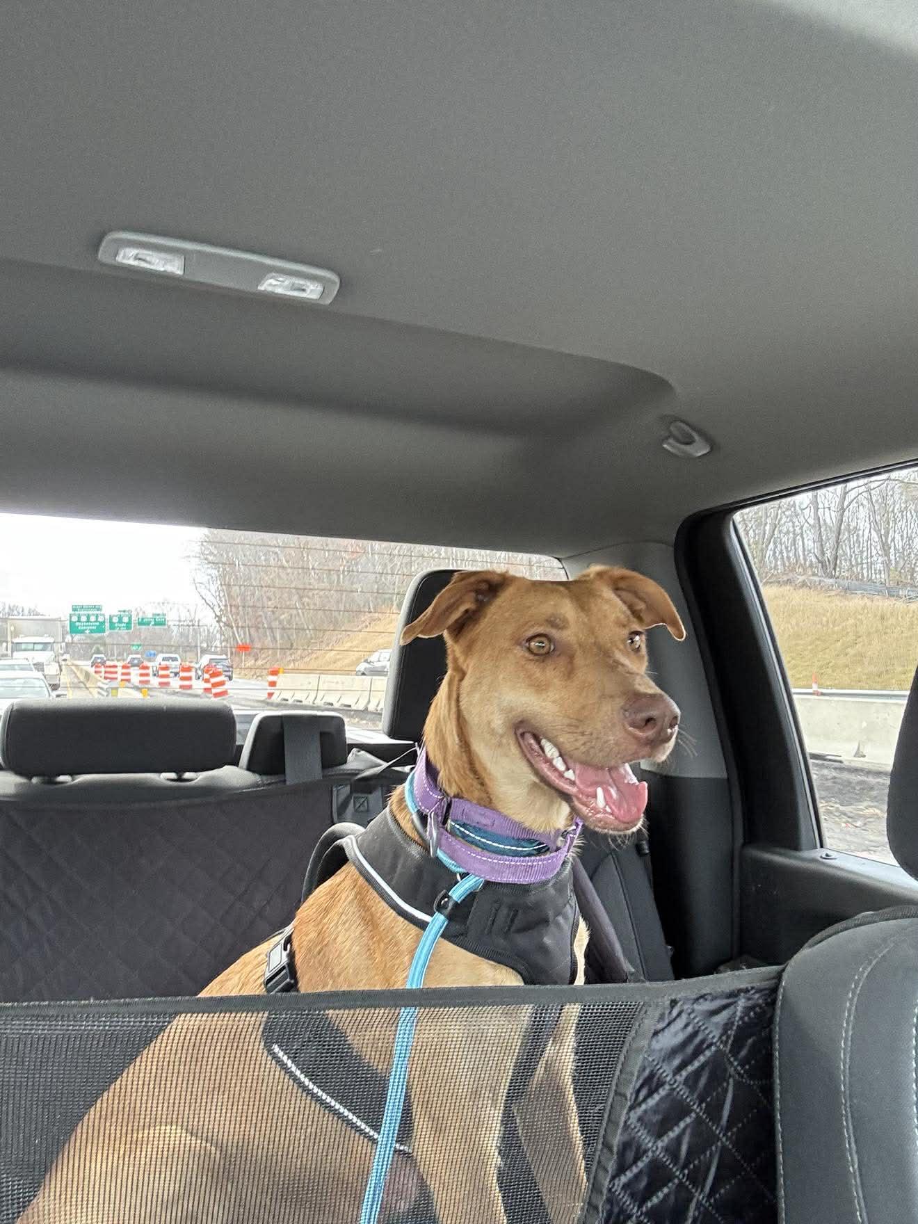 Enlarge Emma, a ADOPTABLE mixed breed in Billerica, MA image 5/6