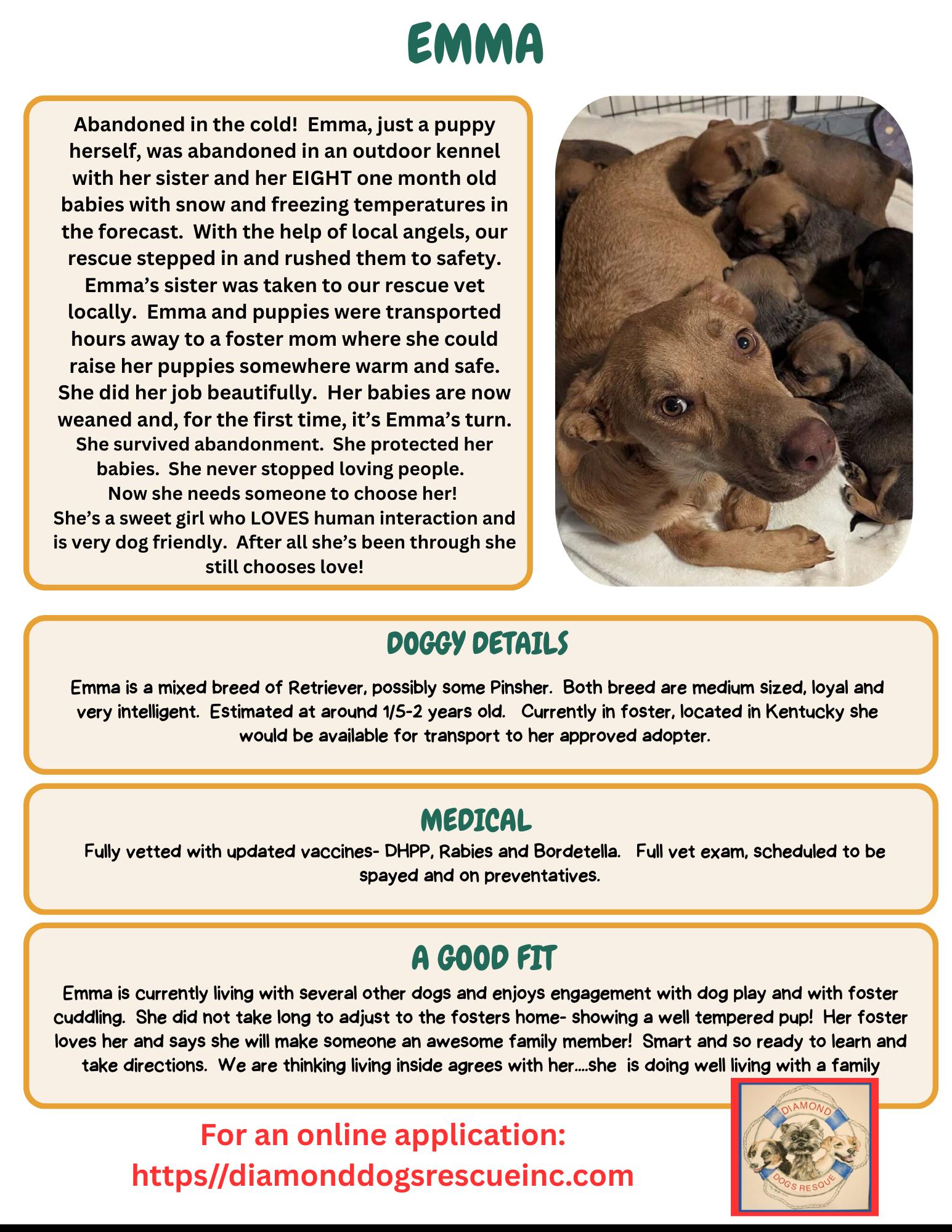 Enlarge Emma, a ADOPTABLE mixed breed in Billerica, MA image 2/6