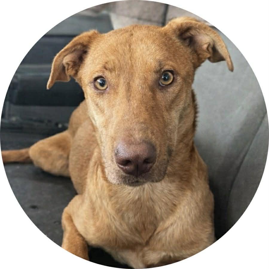 Enlarge Emma, a ADOPTABLE mixed breed in Billerica, MA image 1/6