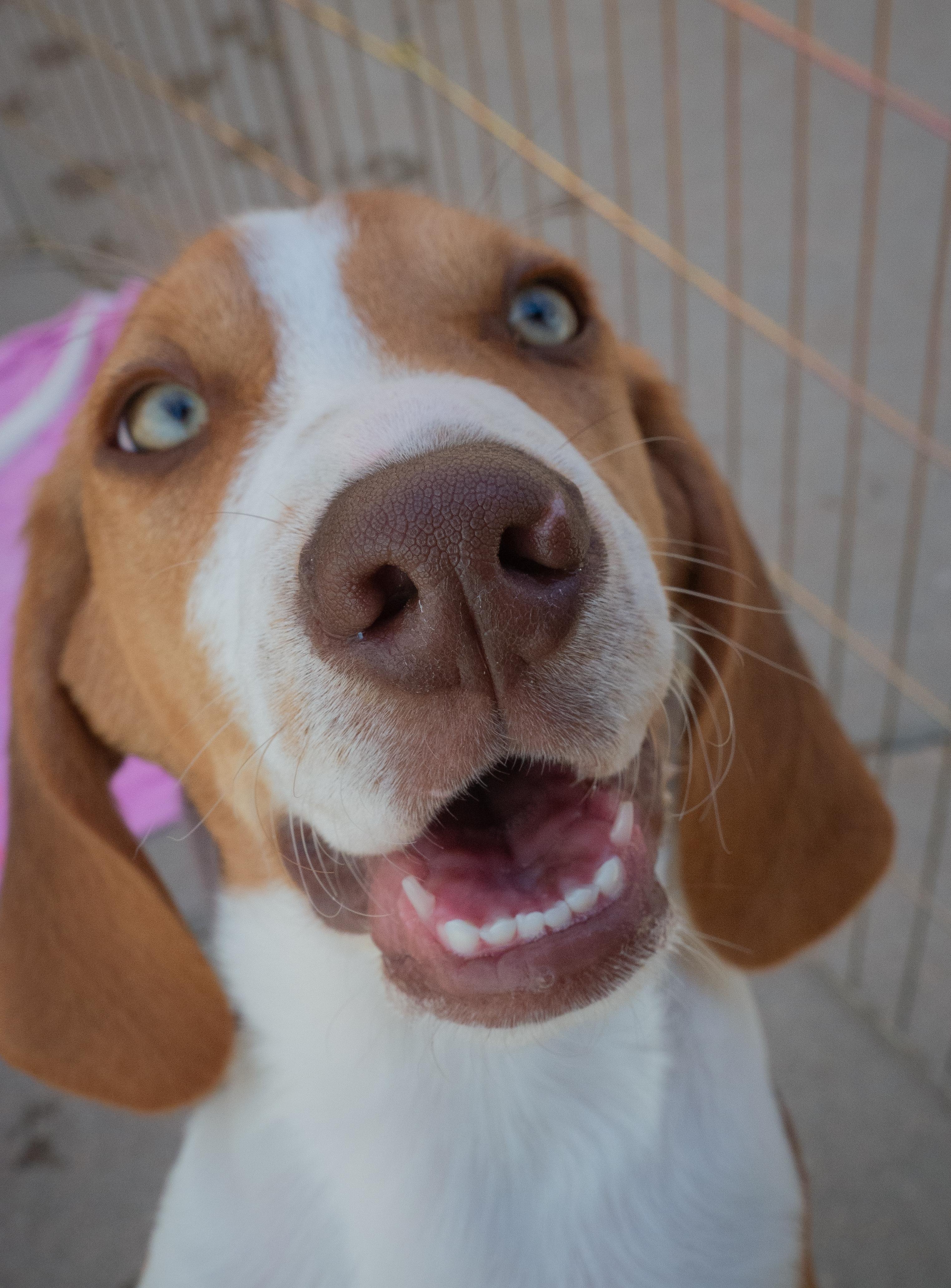 Enlarge Beagle, a ADOPTABLE Beagle in Parker, CO image 2/4