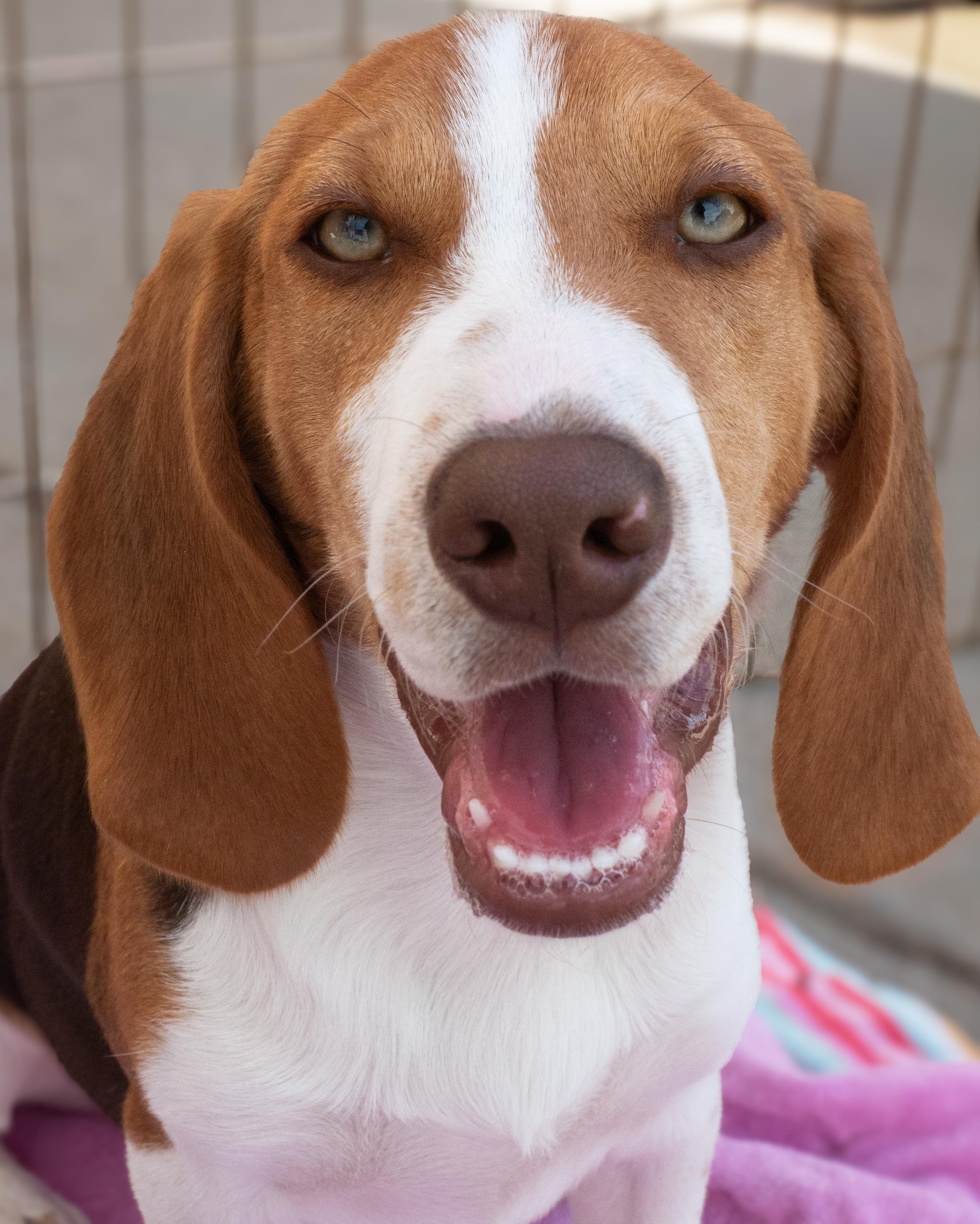 Beagle, ADOPTABLE, Puppy Male Beagle.