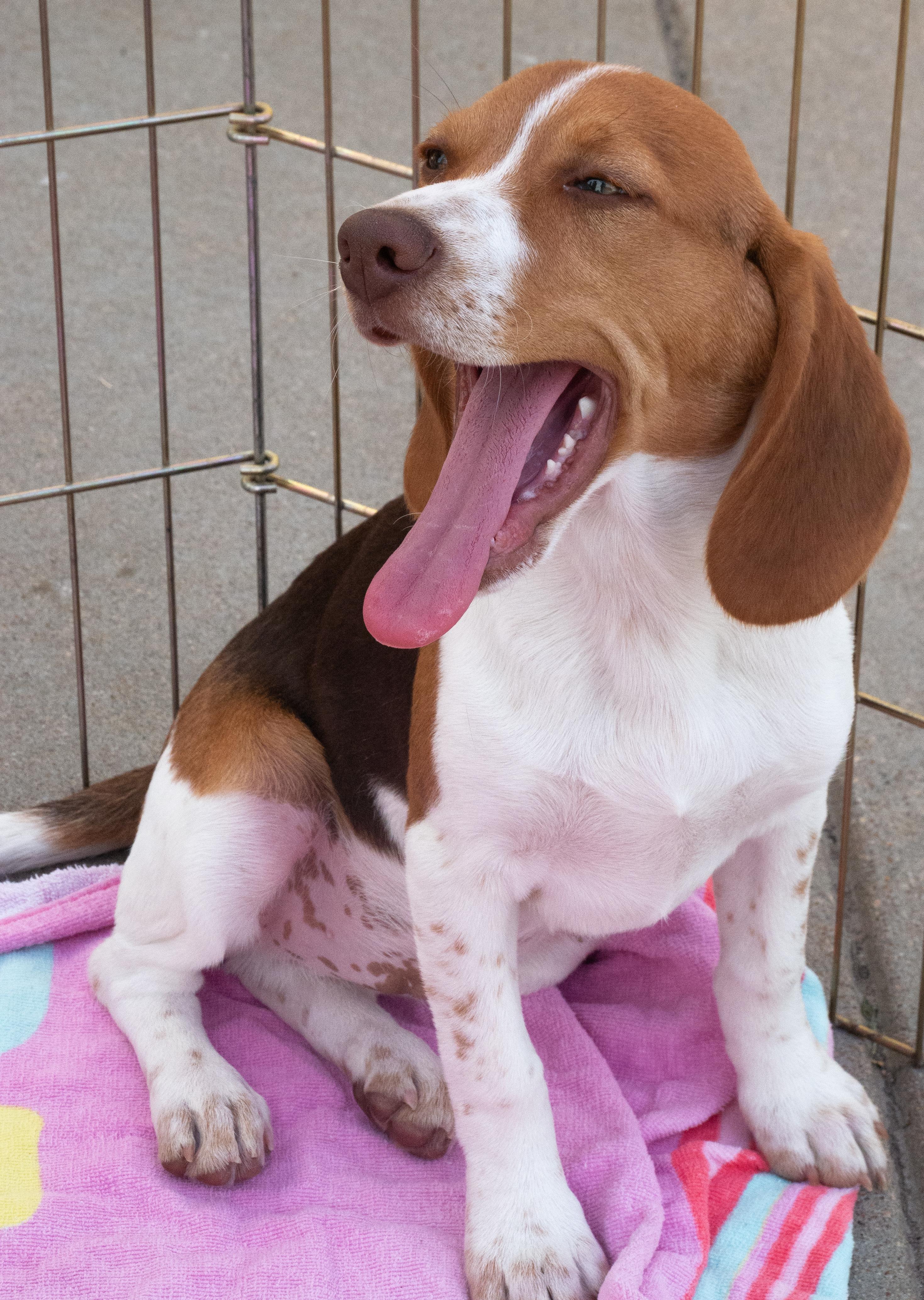 Enlarge Beagle, a ADOPTABLE Beagle in Parker, CO image 3/4