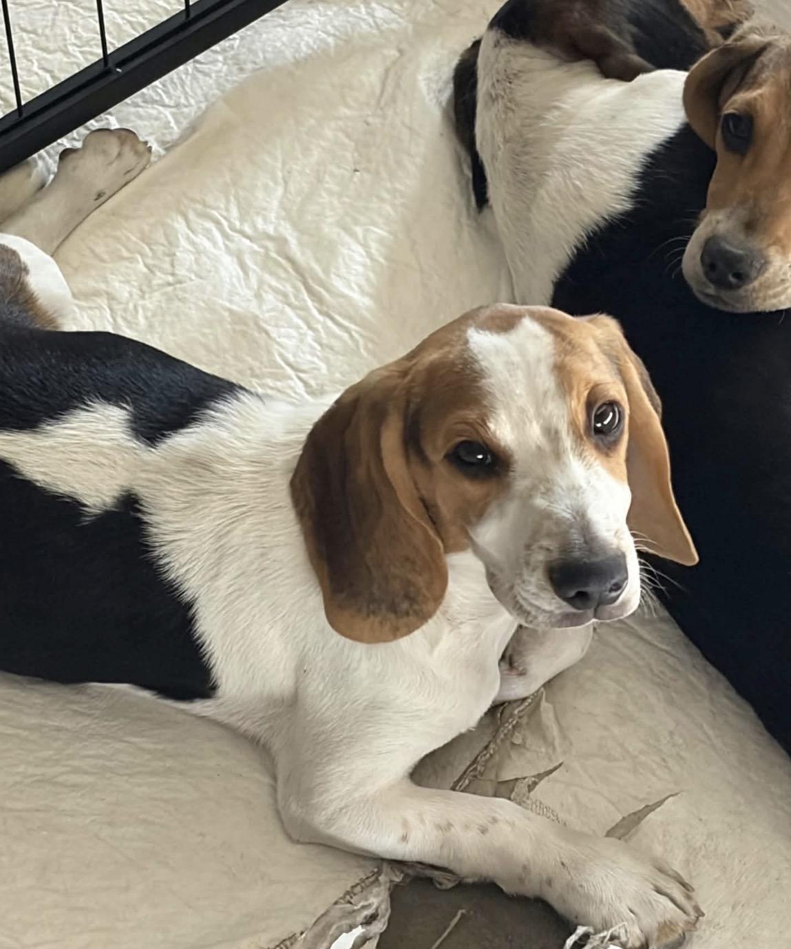 Enlarge Beagle, a ADOPTABLE Beagle in Parker, CO image 1/1