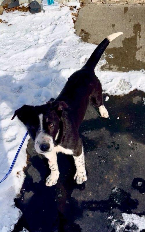 Maisie, a ADOPTABLE mixed breed in wetaskiwin, AB image 3/4