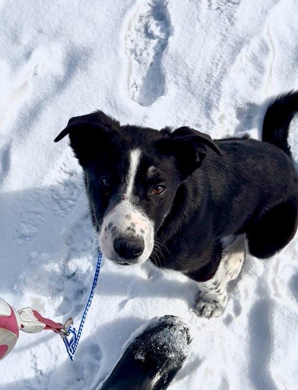 Maisie, a ADOPTABLE mixed breed in wetaskiwin, AB image 2/4