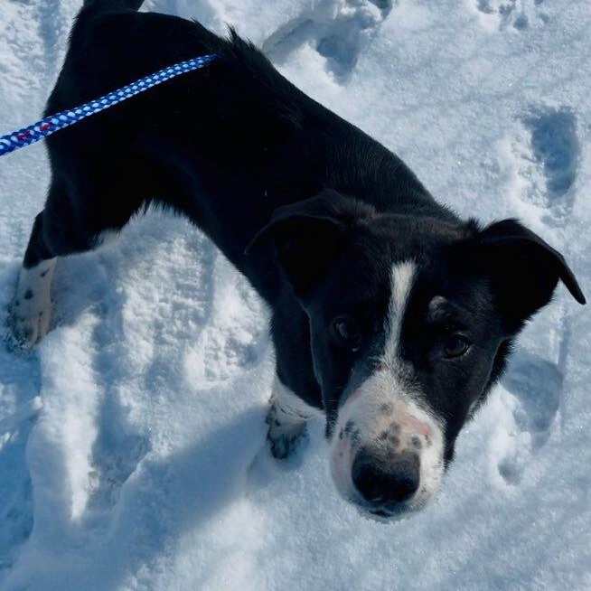 Maisie, a ADOPTABLE mixed breed in wetaskiwin, AB image 1/4