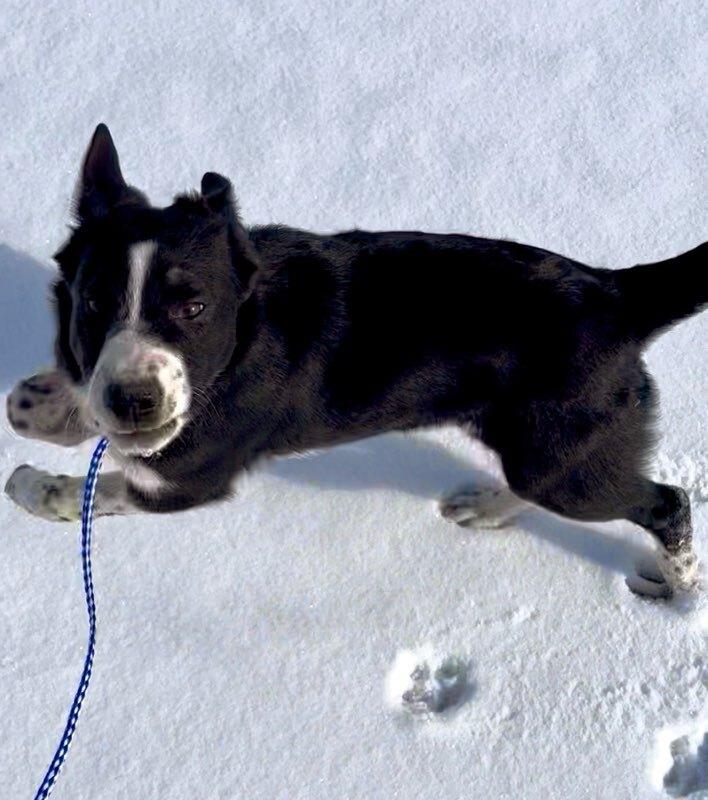 Maisie, a ADOPTABLE mixed breed in wetaskiwin, AB image 4/4