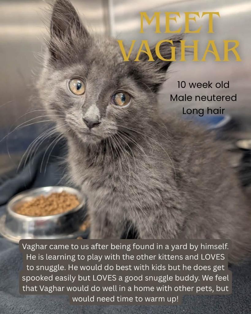 Vaghar PRAC, Adoptable, Kitten Male Domestic Long Hair.